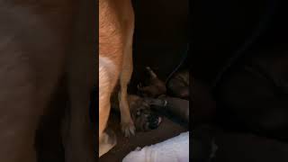 🐕 Baby Puppies Howling for the First Time 🥰 dogvideos puppyvideos funnypuppy [upl. by Nodyroc]