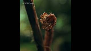 An endemic species of moth Larva from Hawaii Eupithecia  it is an ambush predator that grabs pr [upl. by Landri798]