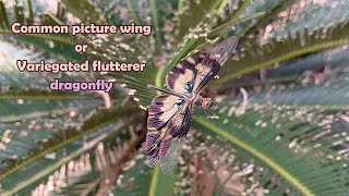 Variegated flutterer dragonfly [upl. by Annaer]