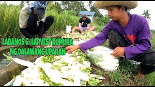 labanos 6harvest kumuha ng upahan [upl. by Noloc330]