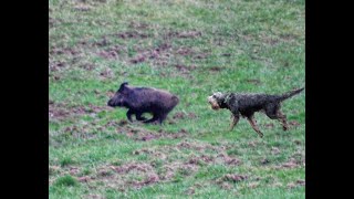 CHASSE SANGLIER FERME et Bat leau [upl. by Aelam874]