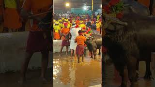 Kambala Start Mangalore 20232024 [upl. by Kata779]