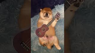 Irish ukulele with Japanese Shiba pup ukulele guitar shiba 柴犬 puppy sibainu [upl. by Berners366]