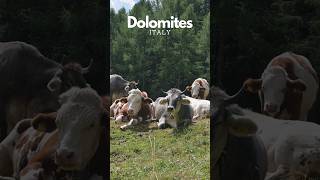 Dolomites Adventure Awaits dolomites italiandolomites mountainadventure [upl. by Gherardi]