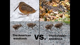 The Differences Between Woodcocks  American VS Eurasian [upl. by Artenehs]