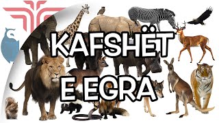 Kafshët e egra [upl. by Dnomal]