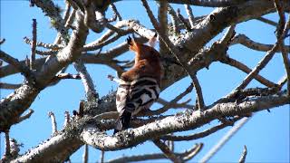 African Hoopoe male calling [upl. by Letnwahs]