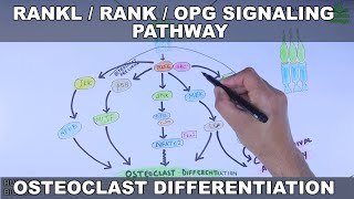 RANKLRANKOPG Signaling Pathway  Osteoclast Differentiation [upl. by Kilah331]