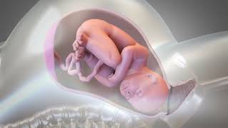 Child Birth  Normal delivery Animated Video ｡⁠◕⁠‿⁠◕⁠｡ [upl. by Norine455]