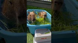 Excitement Over Fresh Grass 🦫🌿 capybara cappiness cutenessoverload [upl. by Martel757]