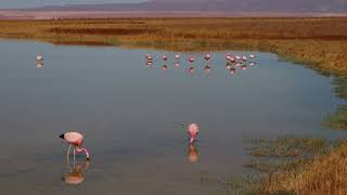 Atacama  Laguna Cejar  fotos [upl. by Irtemed]