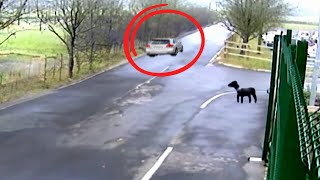 Dog Chases Owners Car After Being Left Abandoned [upl. by Omora]