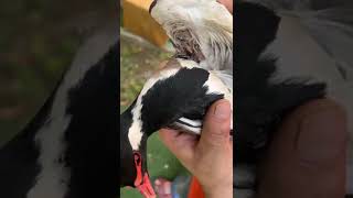 wings injured bird rescue [upl. by Wallas]