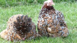 Millefleur Pekin Bantams [upl. by Oreste769]