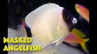 Tiny Masked Anglefish [upl. by Noteek]