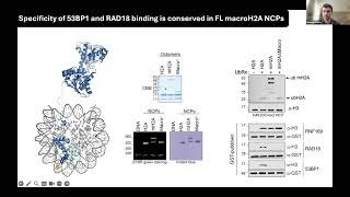 Mapping chromatin structure and function with interaction proteomic November 15 2024 [upl. by Kcirrez]