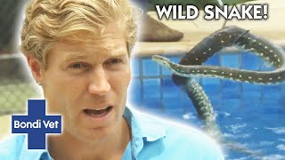 Vet Must Wrangle A SNAKE THATS LIVING IN A POOL  Bondi Vet [upl. by Bina]