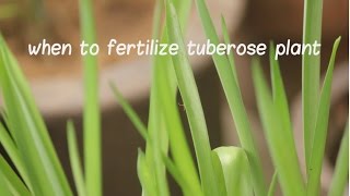 When to Fertilize Tuberose Plant Tuberose bulbs update video [upl. by Darraj657]