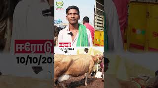 50000K Profit118 cows dairyfarming dairycows cow vivasayaarvalargal shortvideo shorts [upl. by Berger]