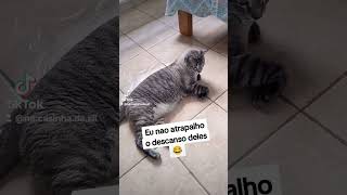 vlog viralvideo youtuber cat brasil gatos love [upl. by Lraed541]