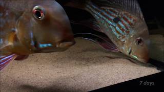 Geophagus winemilleri fry from 0 to 80 days [upl. by Auginahs627]