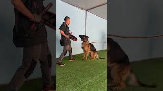 Instinctual Guarding DogTraining GuardDogs [upl. by Euhc741]