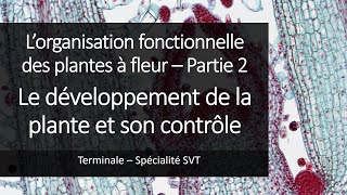 Cours Spé SVT Terminale  Organisation des plantes 2  Le développement des plantes [upl. by Mela]