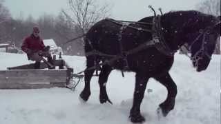 Plowing with Draft Horse and VPlow2 [upl. by Cavill977]