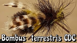 BOMBUS TERRESTRIS big flies [upl. by Anuska]