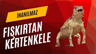 ATTIRAN KERTENKELE BELGESEL TADINDA BU KERTENKELEYE İNANAMIYACAKSINIZ [upl. by Arty]