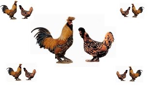 PAVLOVSKAYA breeds of chickens  ПАВЛОВСКИЕ КУРЫ 2015 ноябрь [upl. by Aryek]