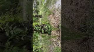 GREATEST HACK that will transform the palm oil tree plantation with FREE ORGANIC FERTILIZER FOREVER [upl. by Martreb207]