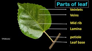 6th science 2nd lesson  part  7 LEAF  PARTS  VENATION  FUNCTIONS [upl. by Quintie]