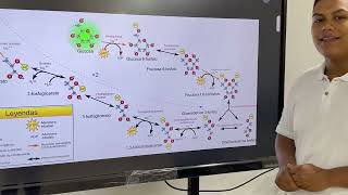 la glucólisis  exposición [upl. by Led]