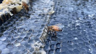 Full Honey Extraction of 14 Tons Of Honey  Full Process [upl. by Gen]