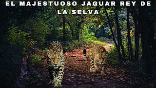 El Majestuoso Jaguar Rey de la Selva [upl. by Callida]