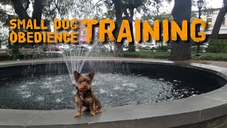 The best obedience training for small dogs A 65 pound Yorkie before and after training video [upl. by Mayberry]