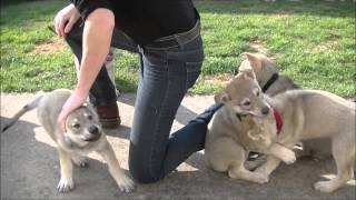 Chiots chiens loups tchécoslovaques 50 jours portée Heaven amp Baron 2016 [upl. by Fabiano]