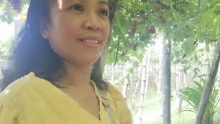 Grapes farm La Union Philippines July 152024 [upl. by Notsua]