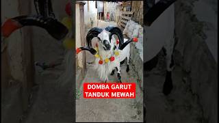 Domba garut tanduk super mewah gagah trending shorts viralvideo goat animals domba fyp love [upl. by Meyers536]