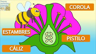 La reproducción de las plantas y las partes de una flor para niños Video de Peques Aprenden Jugando [upl. by Zoilla]