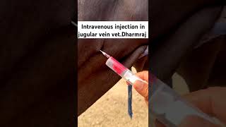 Intravenous injection in jugular vein  Vet Dharmraj  IV injection 💉 veterinary shorts [upl. by Casilda117]