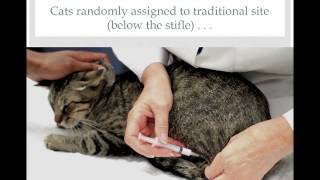 Vet to Vet Tail Vaccination in Cats  conference recording [upl. by Akiemehs]