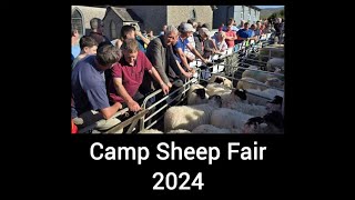 Camp Sheep Fair 2024 Kerry 18 September 2024 [upl. by Dlaregztif]