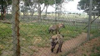 Spotted Hyenas laughing in excitement [upl. by Galloway]