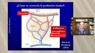 Fisiologia cardiovascular Flujo local y gasto cardíaco en 10 minutos [upl. by Atinus]