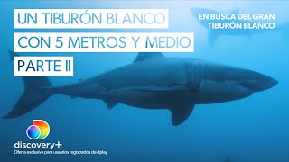 Este podría ser el tiburon blanco más grande del mundo  Parte II  En busca del gran tiburón blanco [upl. by Herrick239]