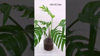 Monstera Plant with Hydroton Clay Pebbles youtubeshorts shorts shortvideo [upl. by Aneelas671]