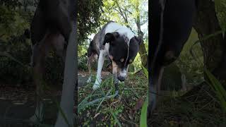 Catahoula Leopard Dog is wonderful [upl. by Melburn770]