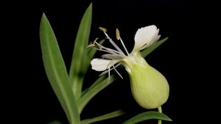 Le piante commestibili italiane  Gli Strigoli  Silene vulgaris subsp tenoreana [upl. by Cirek842]